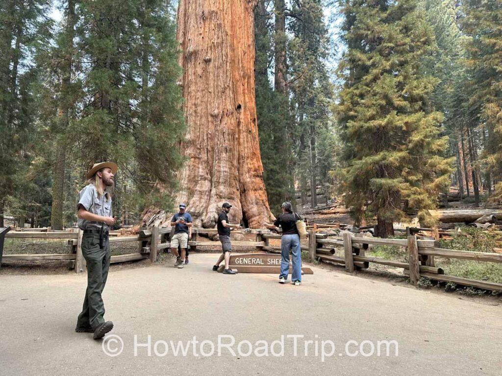 The General Sherman Tree