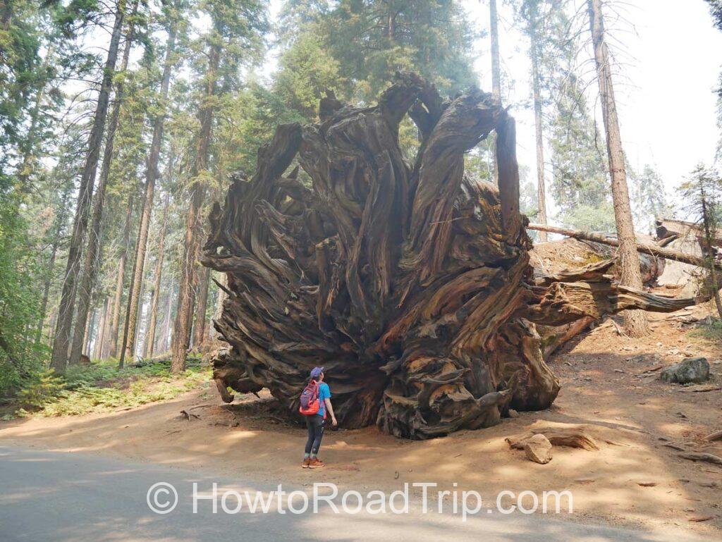 fallen tree sequoia national park