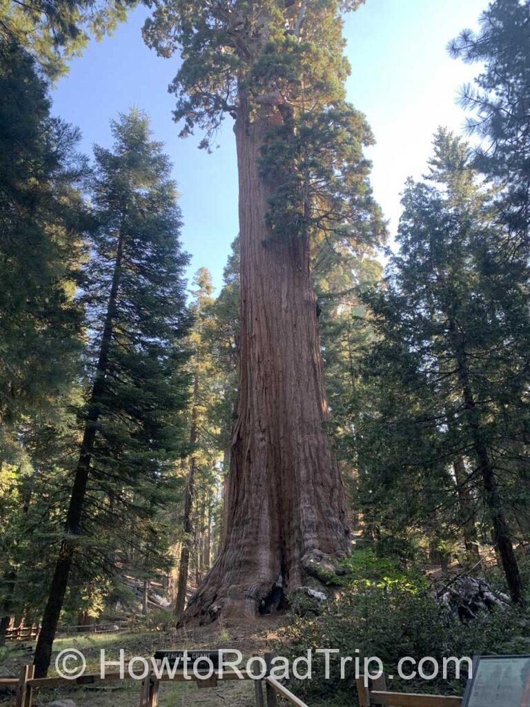 general grant tree